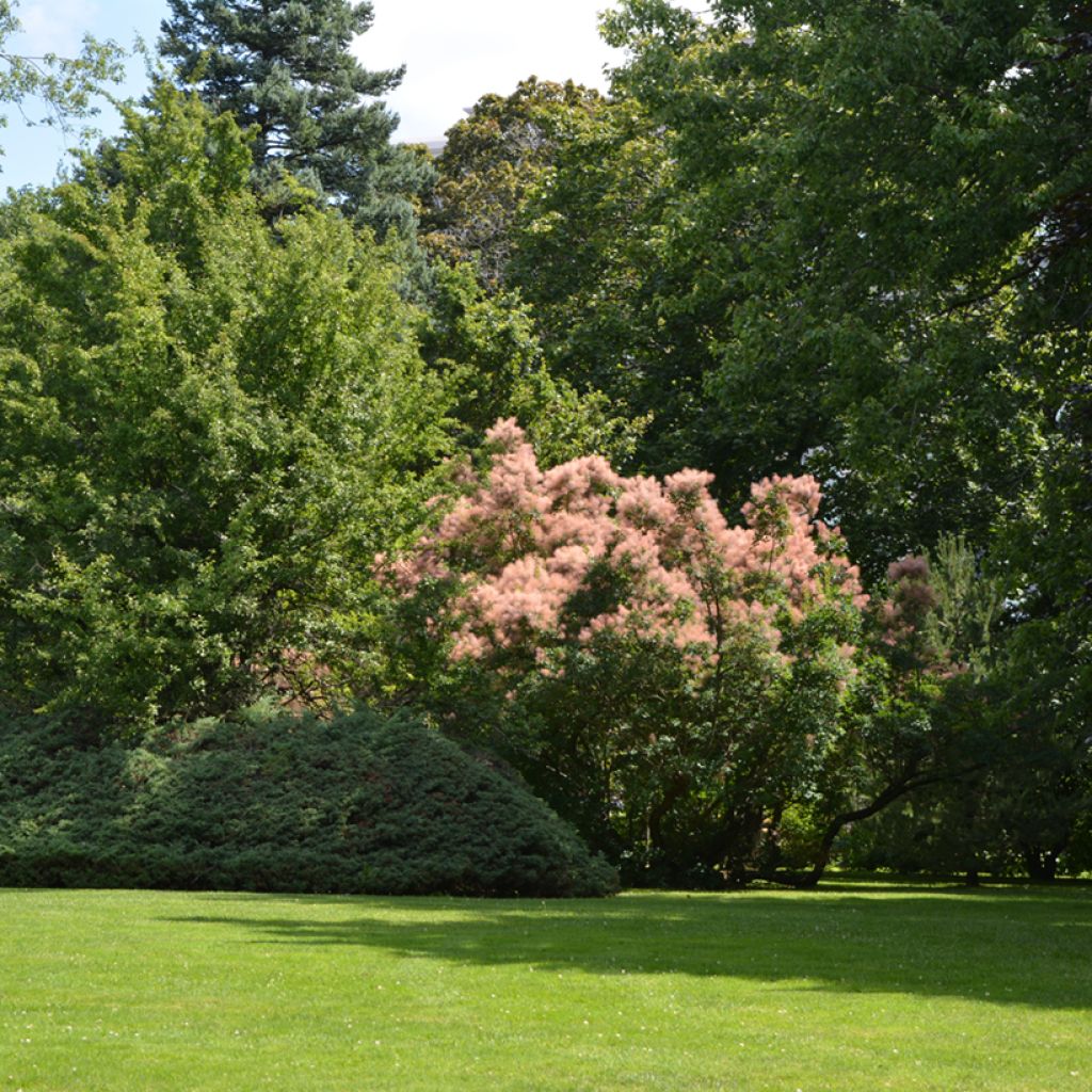 Perückenstrauch - Cotinus coggygria