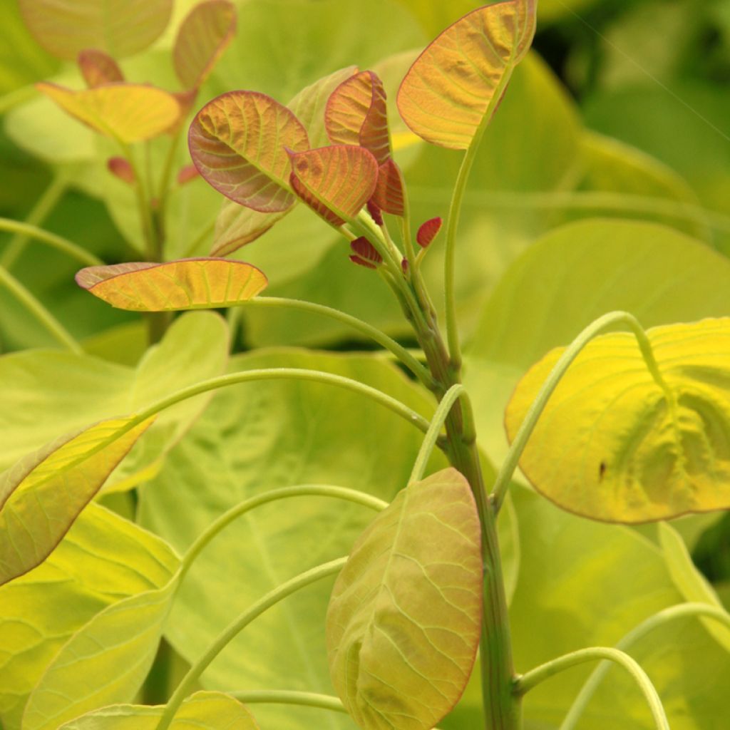 Perückenstrauch Golden Spirit - Cotinus coggygria