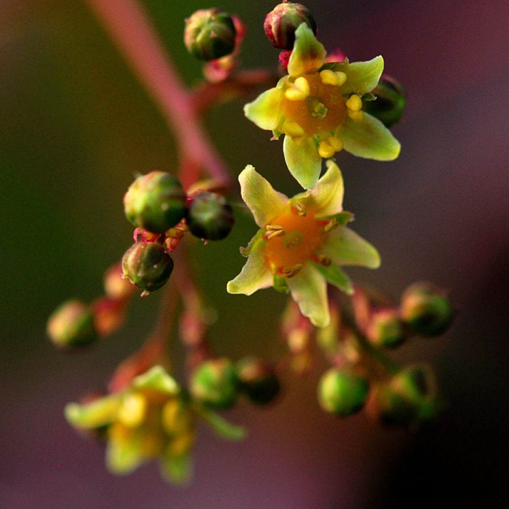 Perückenstrauch Lilla - Cotinus coggygria