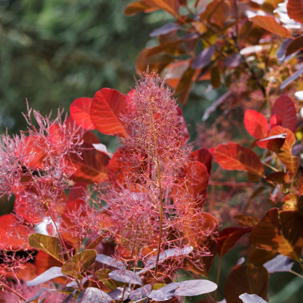 Perückenstrauch Red Spirit - Cotinus coggygria