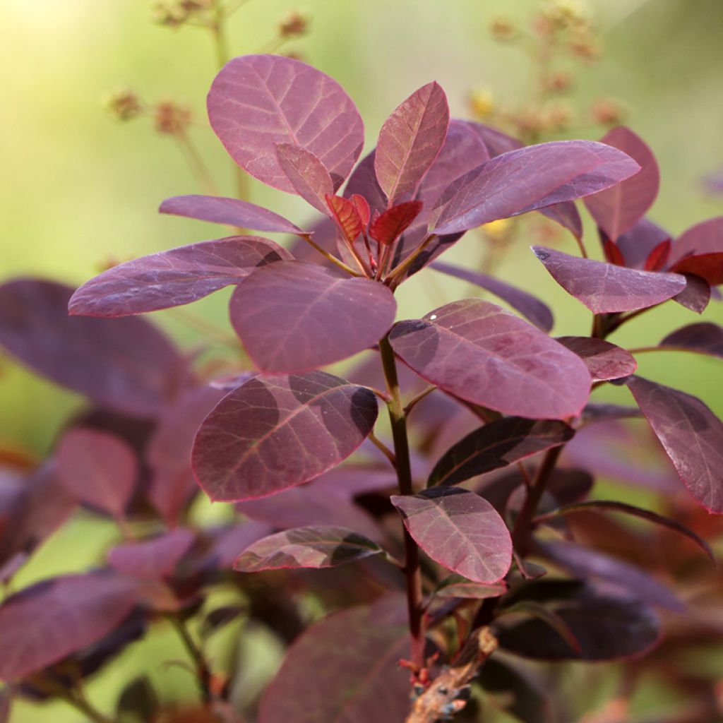 Perückenstrauch Royal Purple - Cotinus coggygria