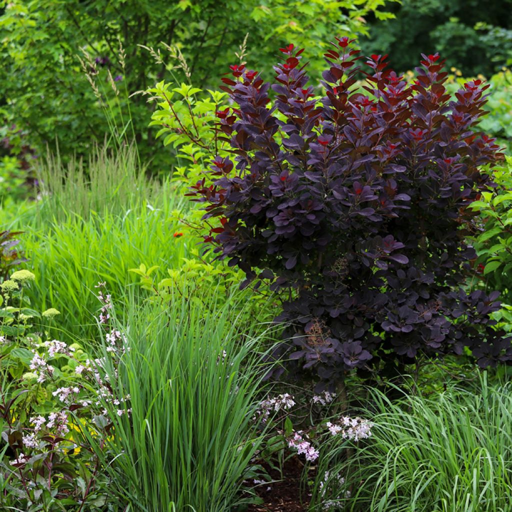 Perückenstrauch Royal Purple - Cotinus coggygria