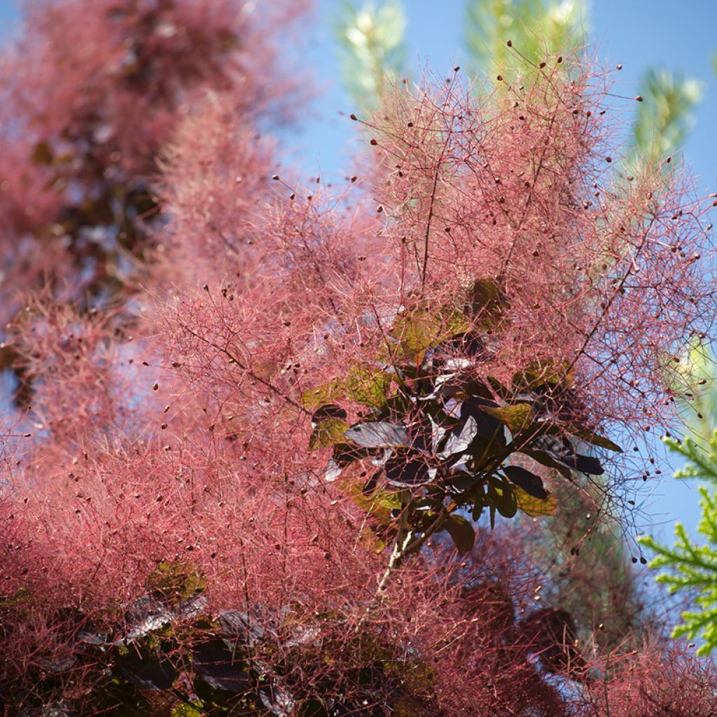 Perückenstrauch Royal Purple - Cotinus coggygria