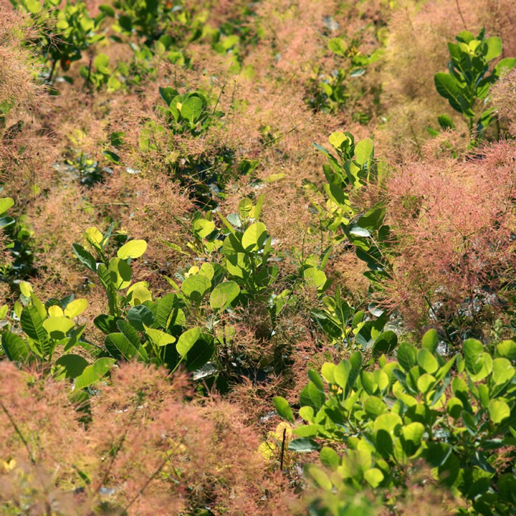Perückenstrauch Young Lady - Cotinus coggygria