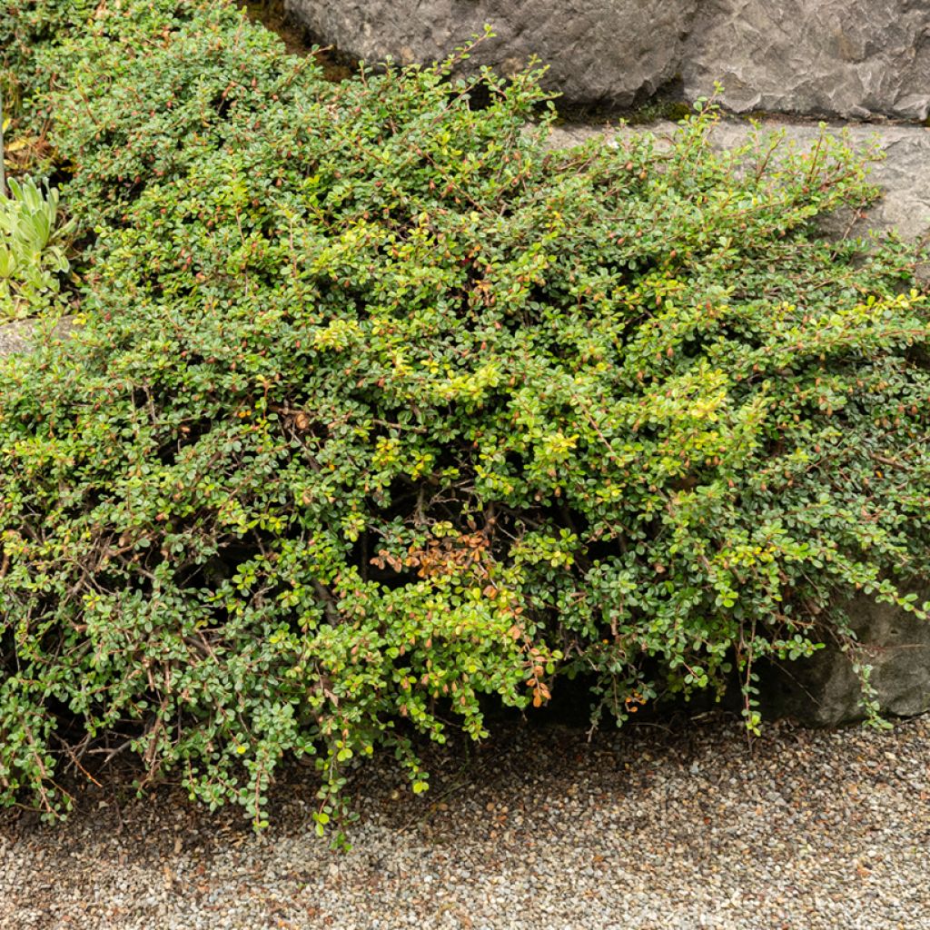 Cotoneaster adpressus - Zwergmispel