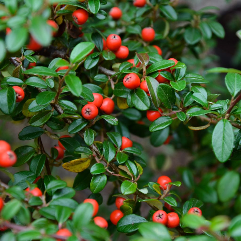 Cotoneaster dammeri - Teppich-Zwergmispel