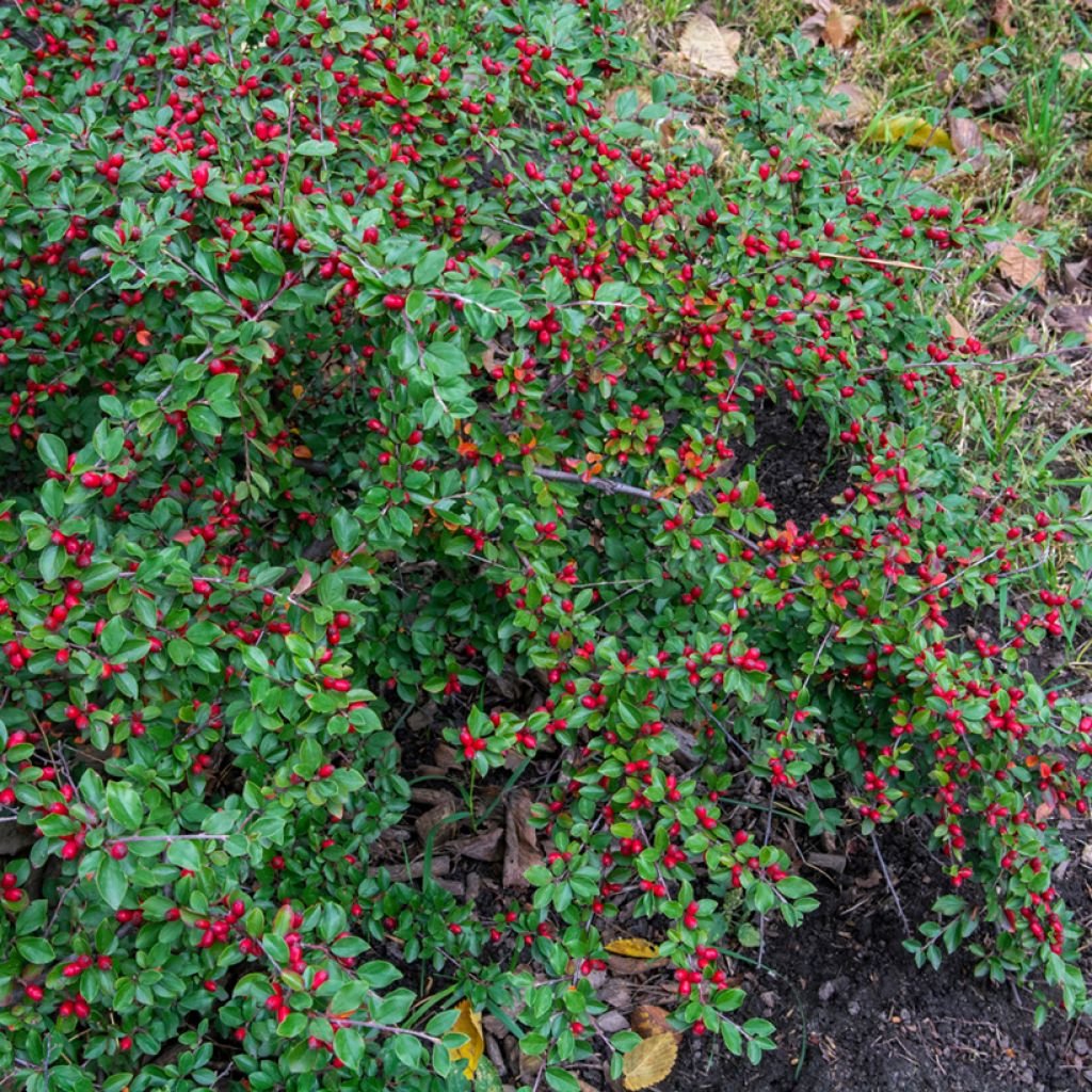 Cotoneaster dammeri - Teppich-Zwergmispel