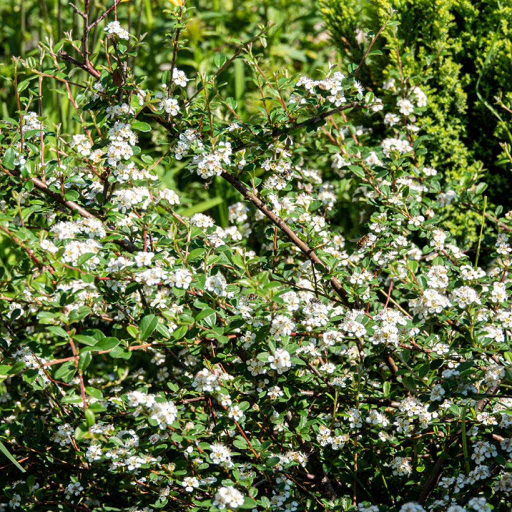 Cotoneaster dammeri Major - Teppich-Zwergmispel