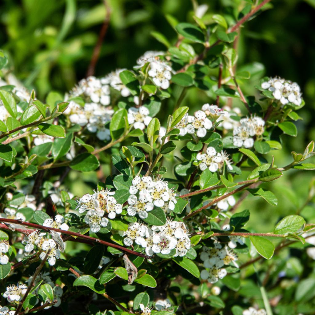 Cotoneaster dammeri Major - Teppich-Zwergmispel