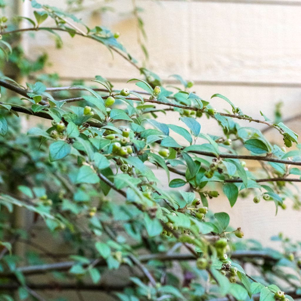 Cotoneaster franchetii - Zwergmispel