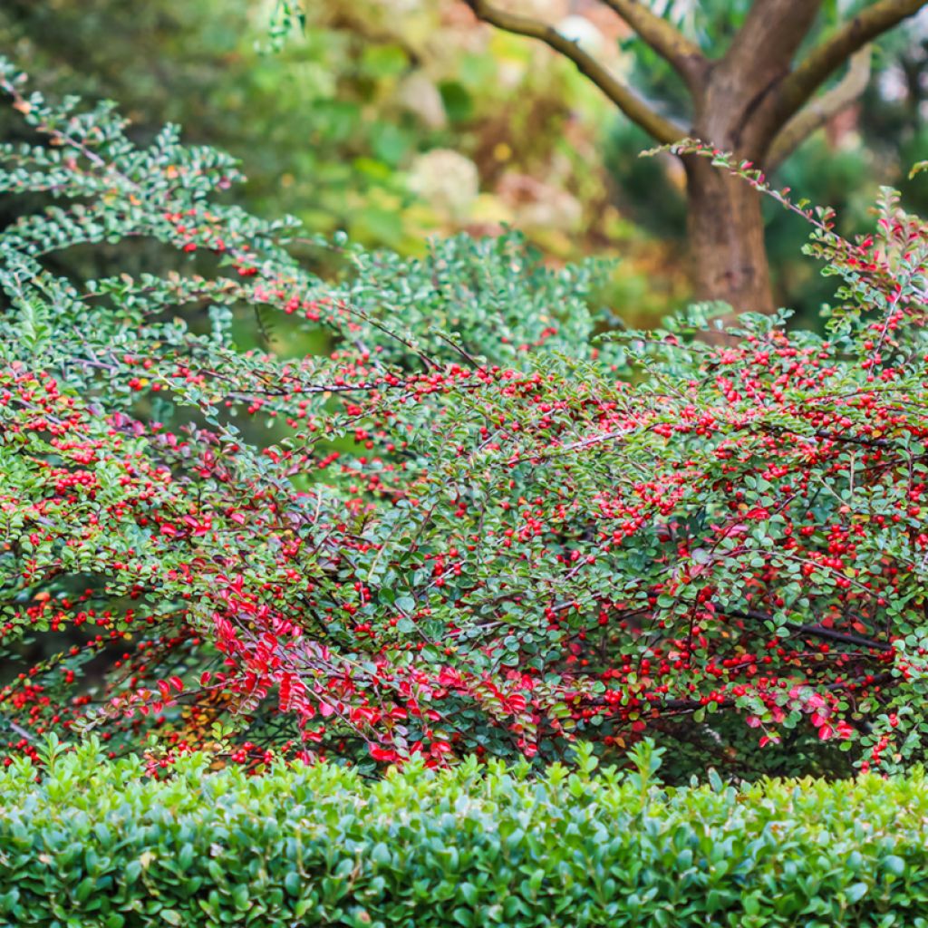 Cotoneaster horizontalis - Zwergmispel