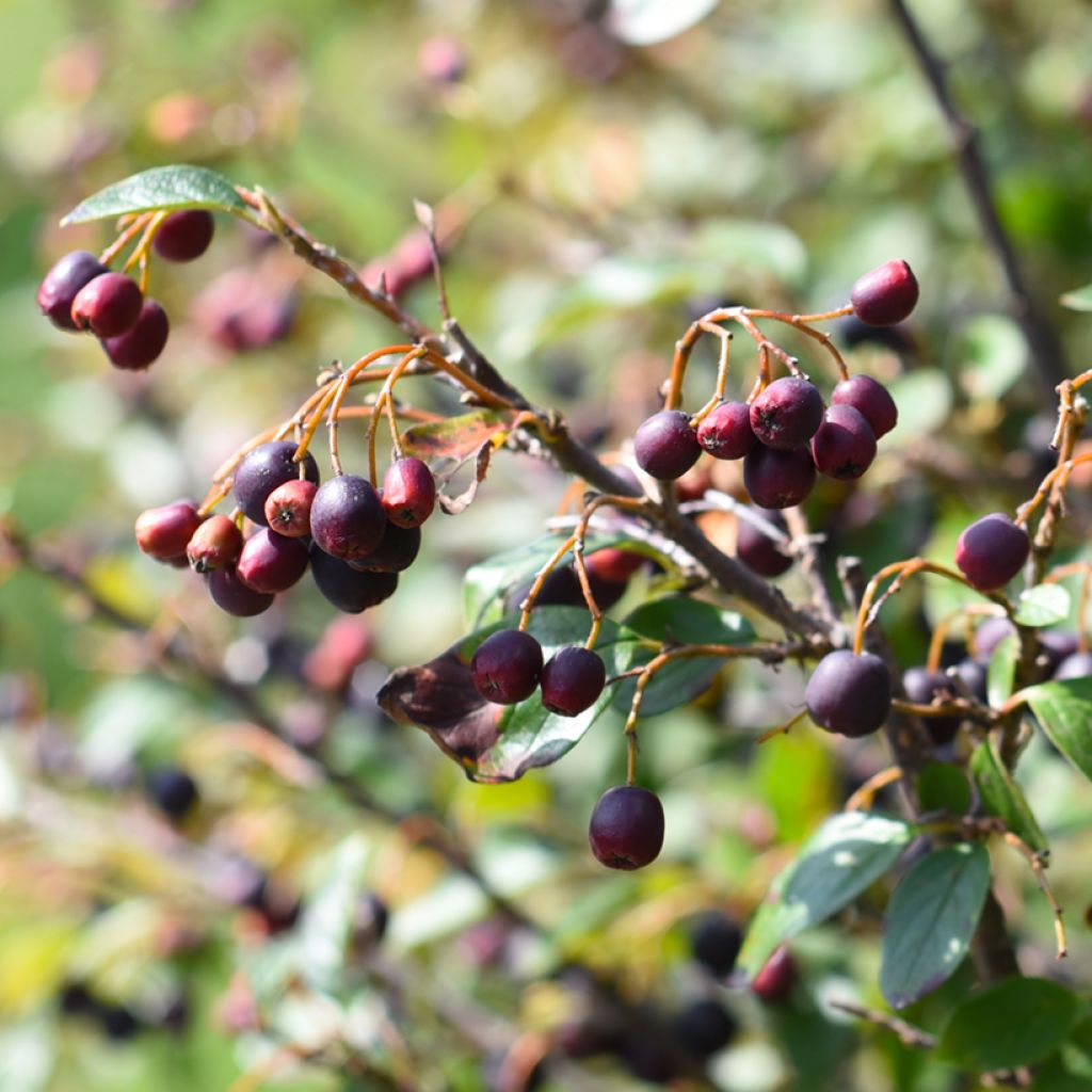 Cotoneaster lucidus - Zwergmispel