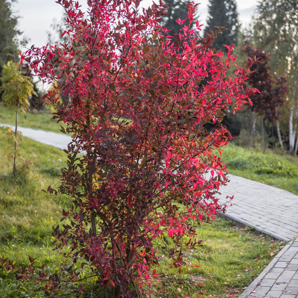 Cotoneaster lucidus - Zwergmispel