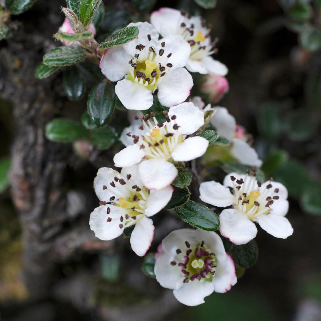 Cotoneaster microphyllus - Zwergmispel