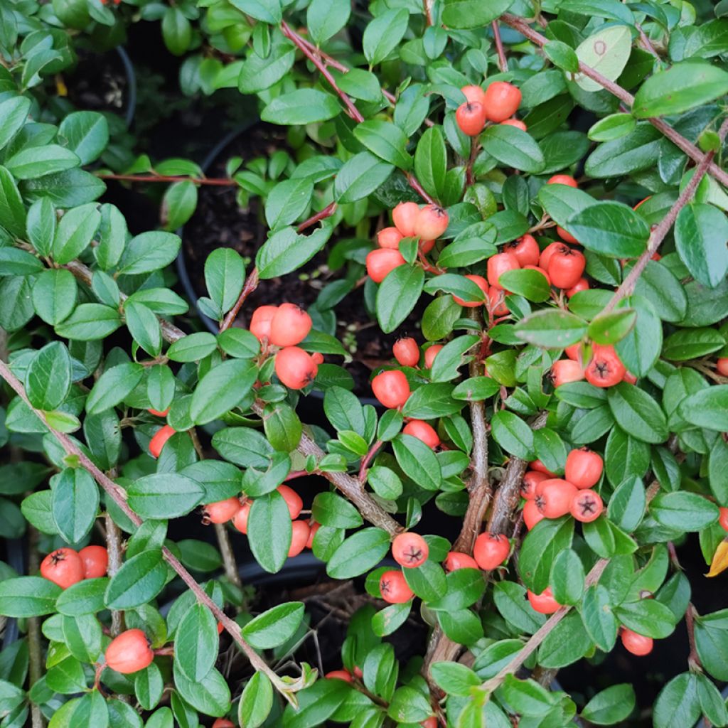 Cotoneaster suecicus Coral Beauty - Zwergmispel