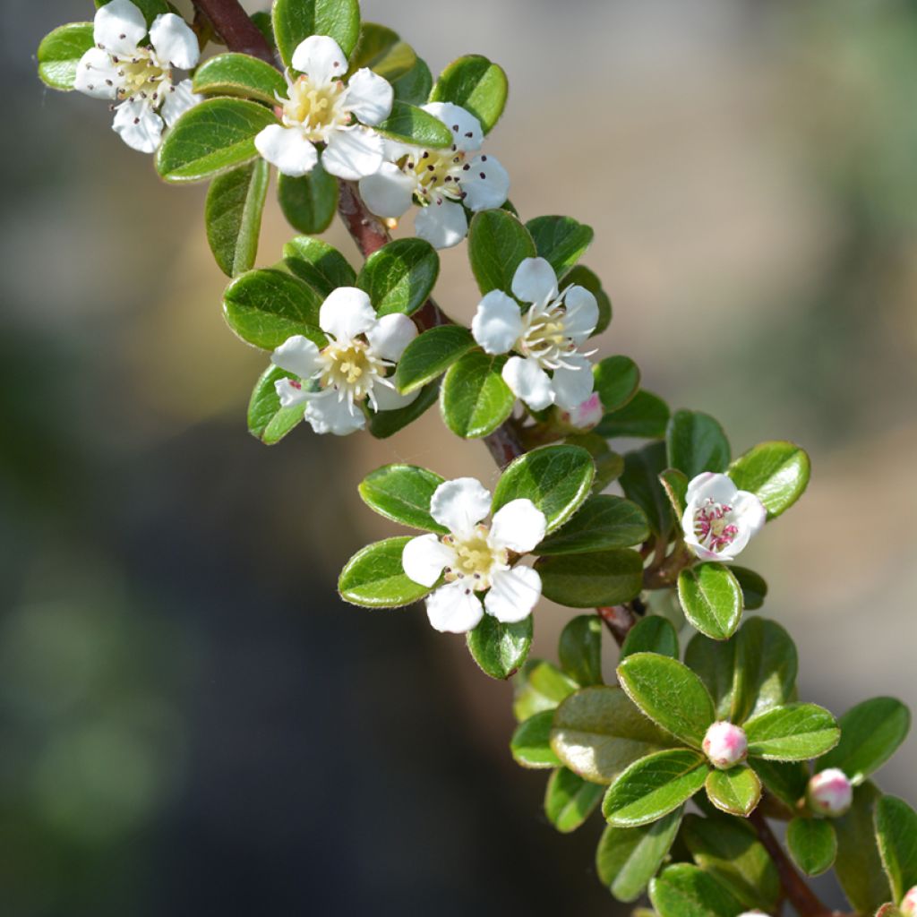 Cotoneaster suecicus Coral Beauty - Zwergmispel