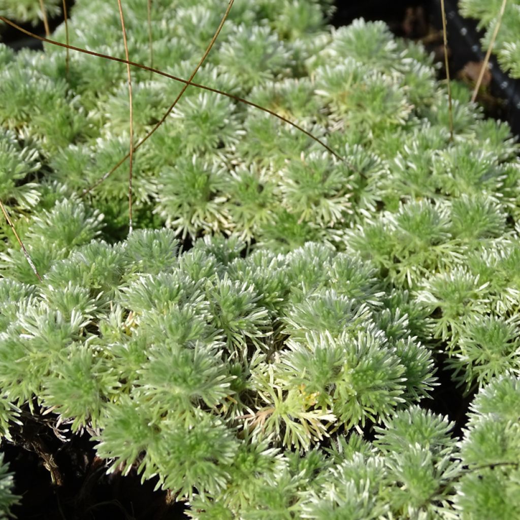 Cotula hispida - Laugenblume