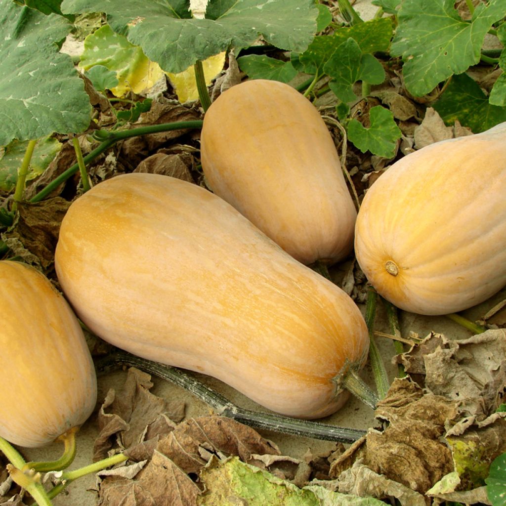 Moschus-Kürbis Butternut Harrier F1