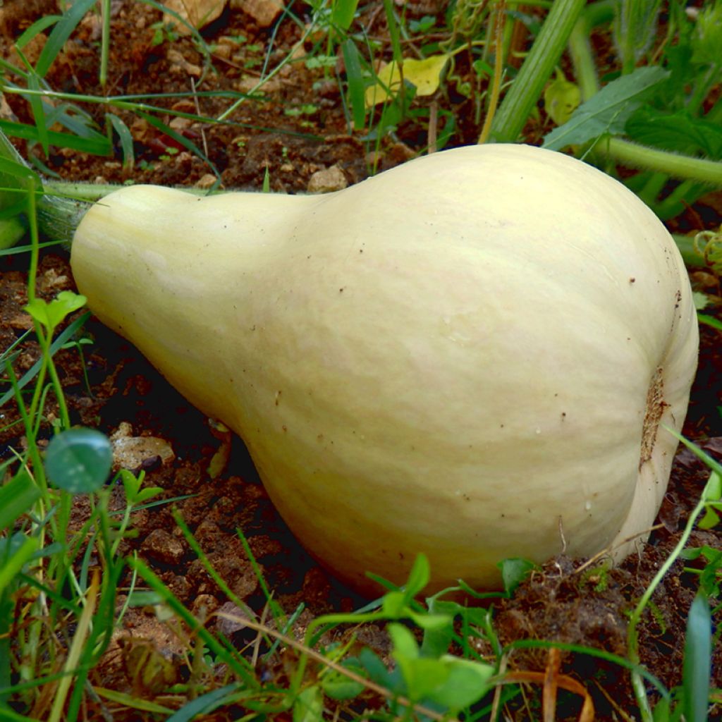 Moschus-Kürbis Butternut Harrier F1