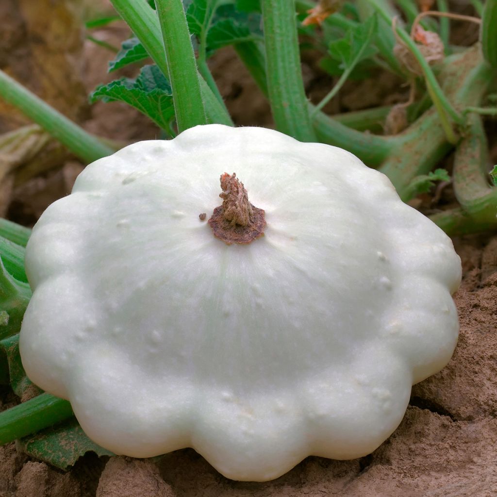 Üfo-Kürbis Pâtisson blanc