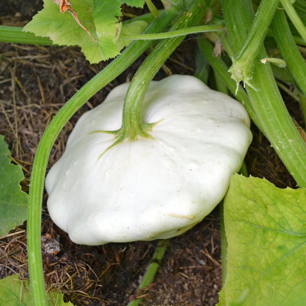 Üfo-Kürbis Pâtisson blanc