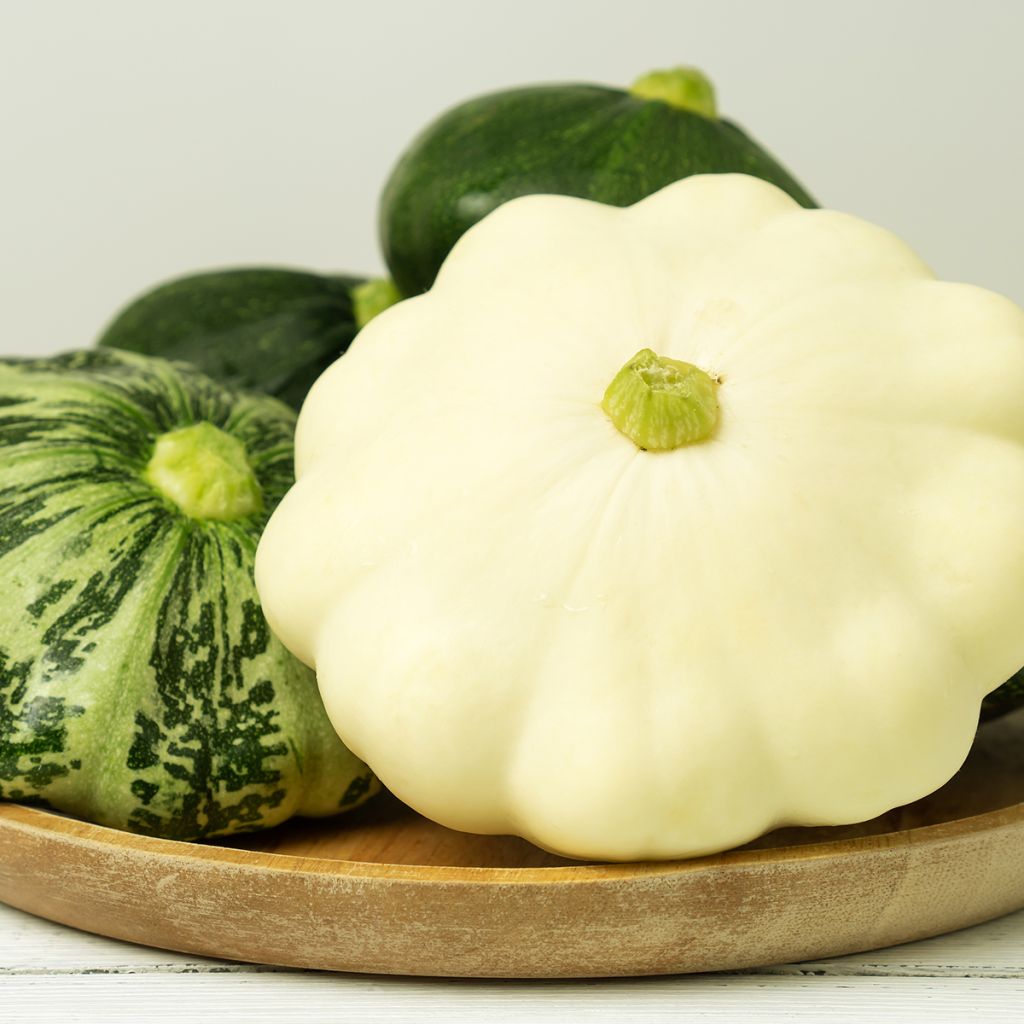 Üfo-Kürbis Pâtisson blanc
