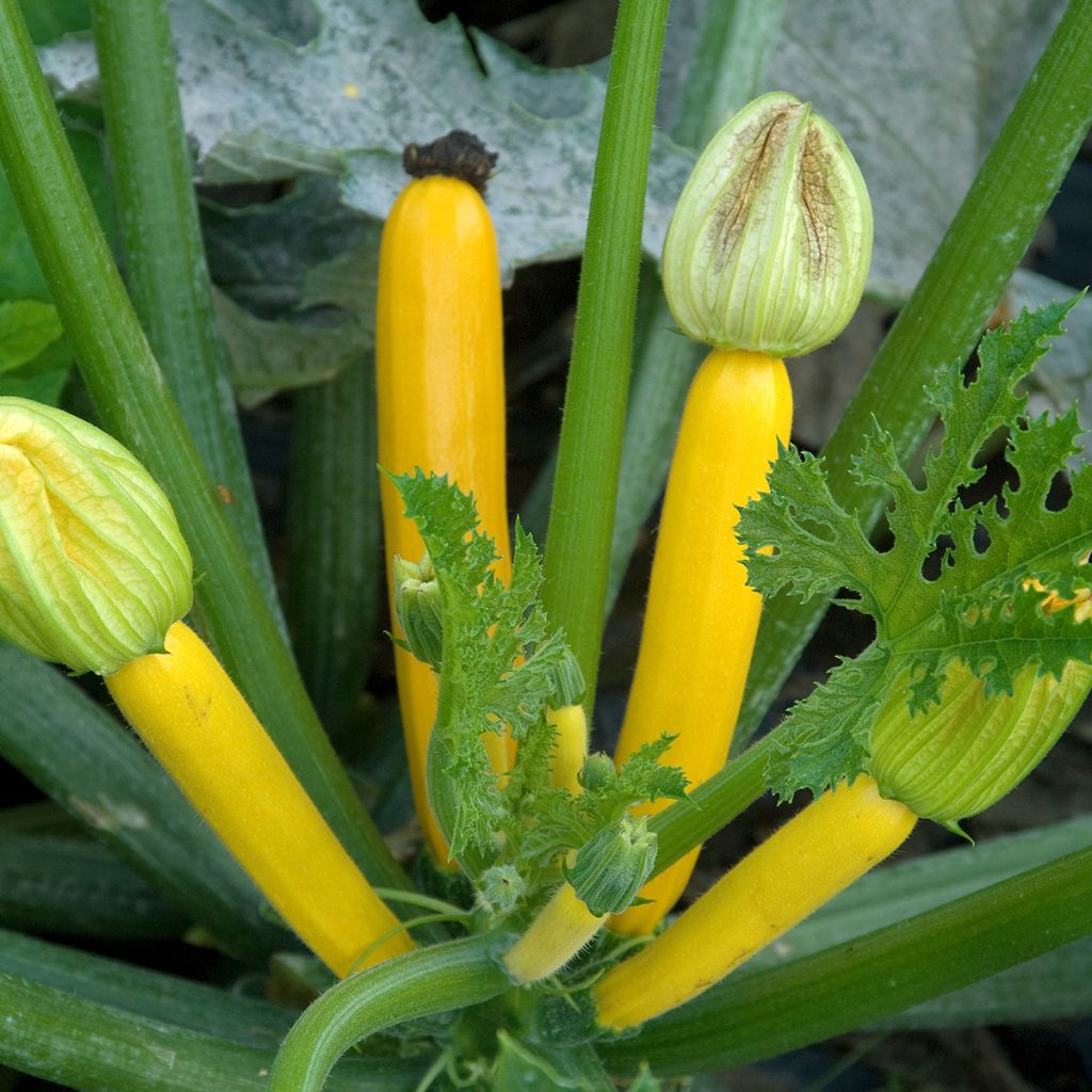 Garten-Kürbis Gold Rush