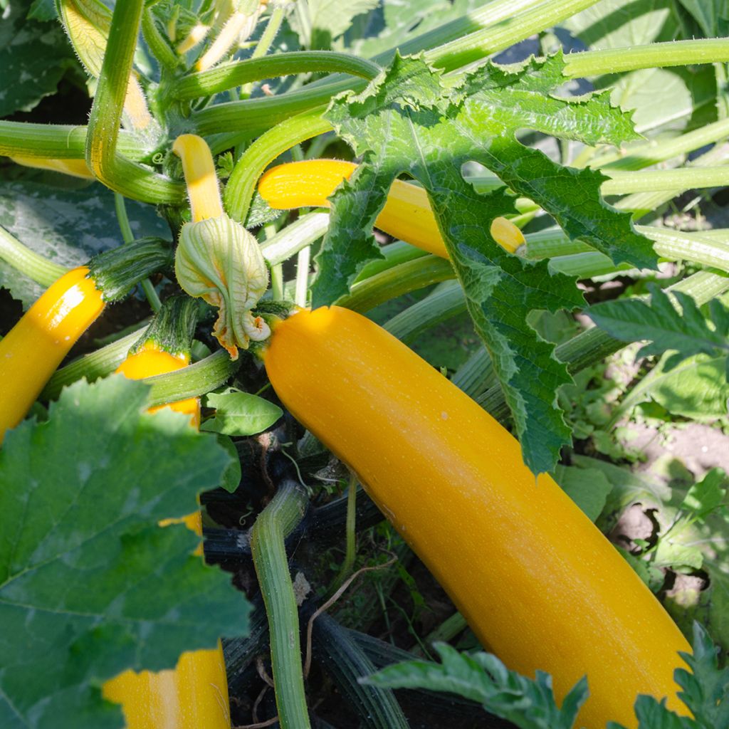Garten-Kürbis hybride Lingodor