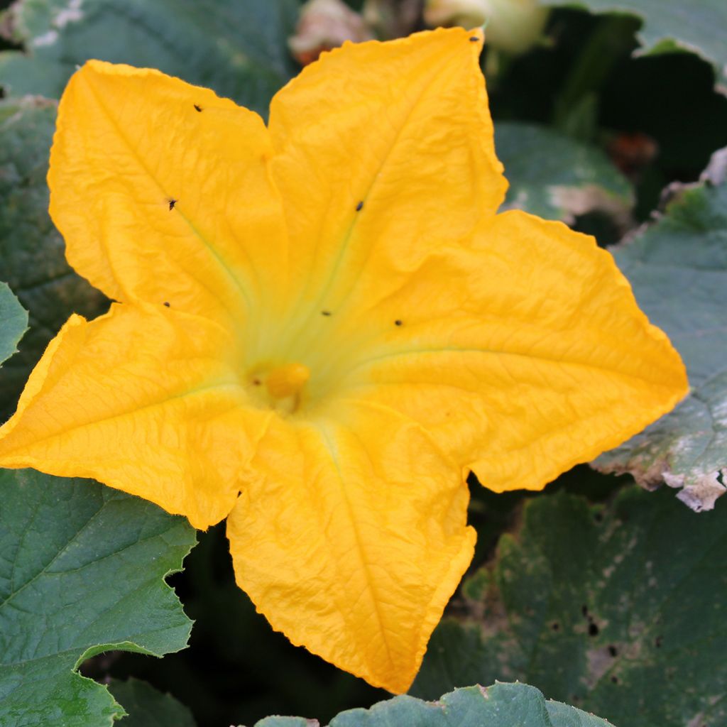 Garten-Kürbis hybride Lingodor