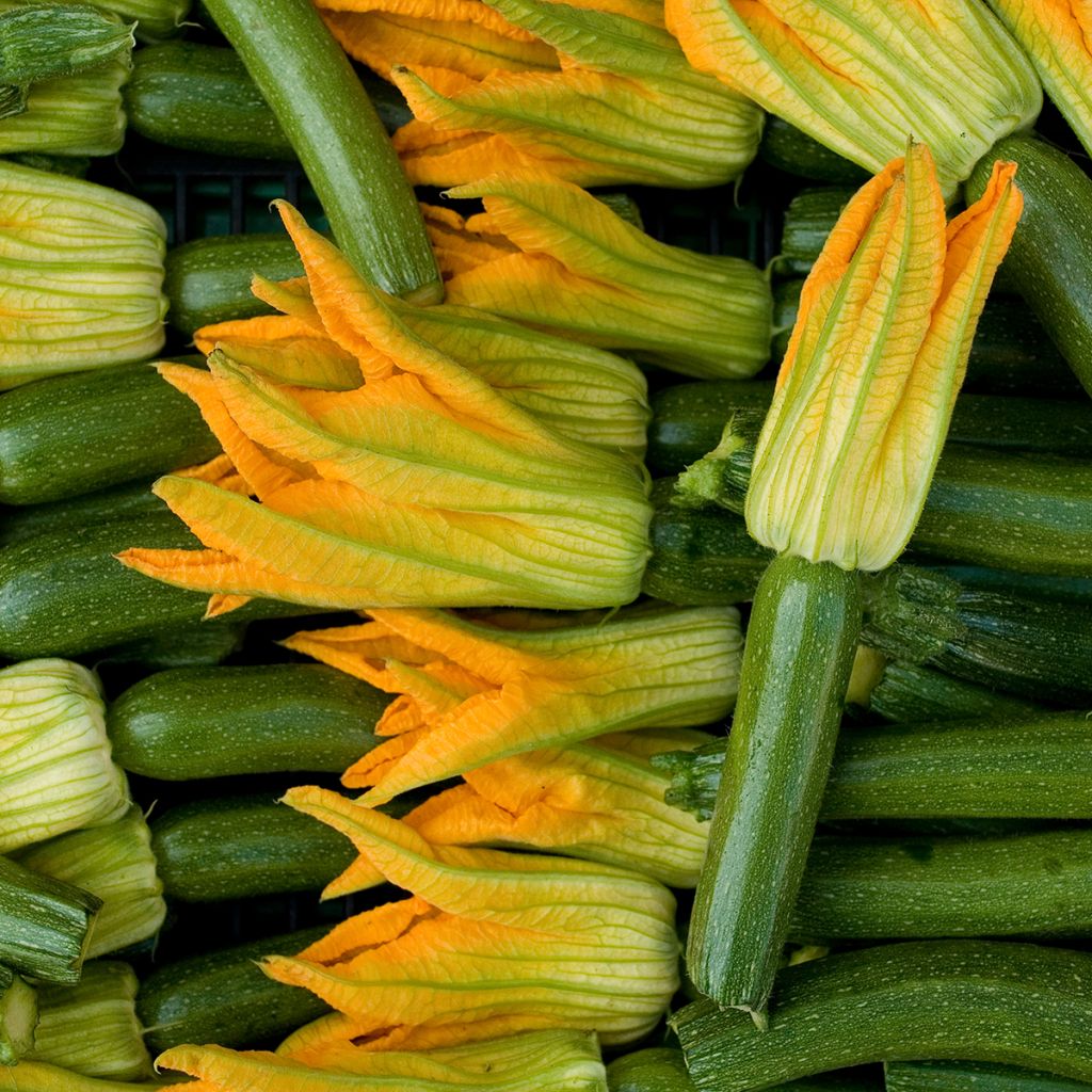 Garten-Kürbis Verte de Milan Bio