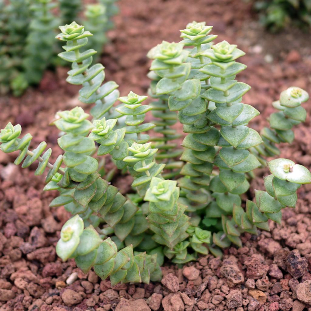 Crassula perforata - Dickblatt