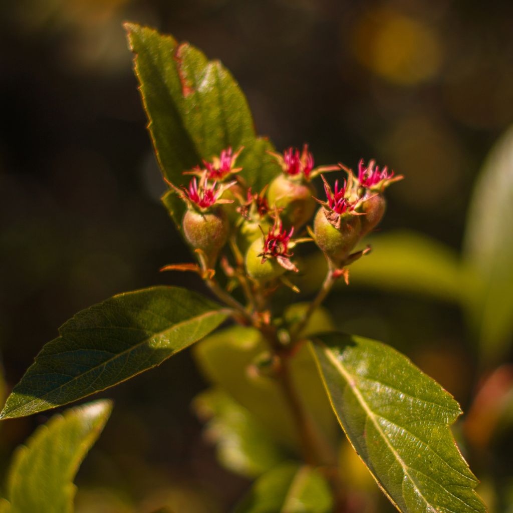 Mexikanischer Weißdorn - Crataegus mexicana