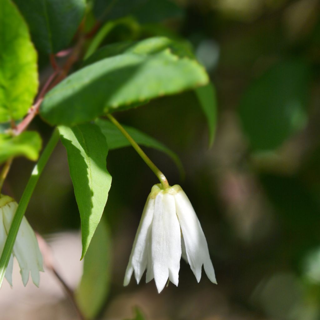 Crinodendron patagua - Crinodendron