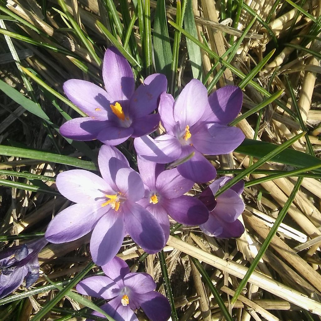 Kleiner Krokus Bavella - Crocus minimus