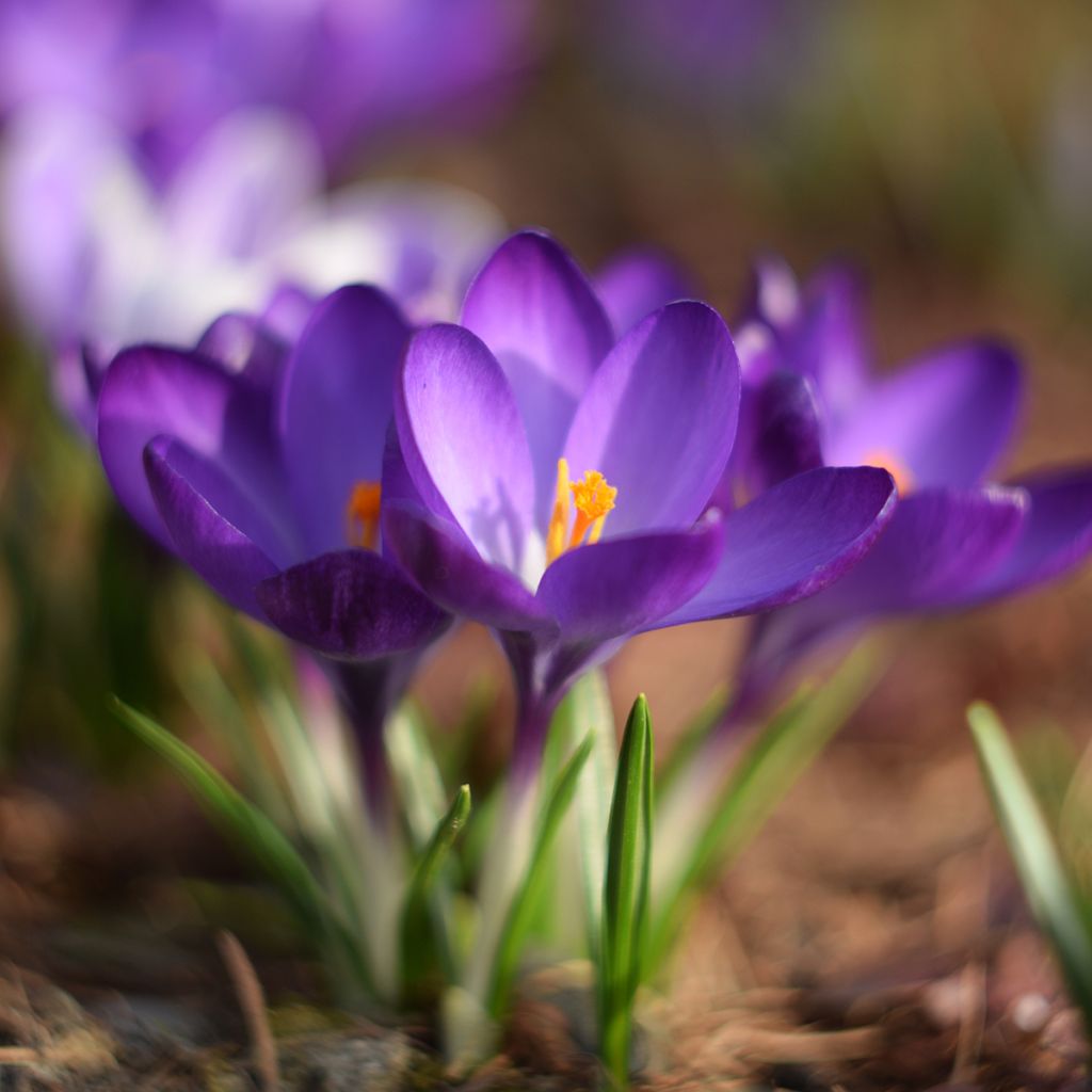 Elfen-Krokus Blue Ocean - Crocus tommasinianus