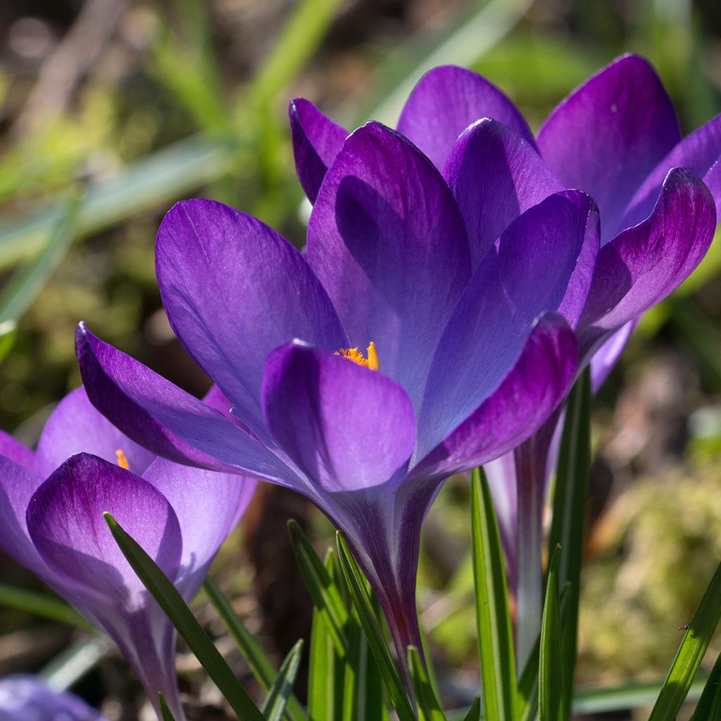 Elfen-Krokus Blue Ocean - Crocus tommasinianus