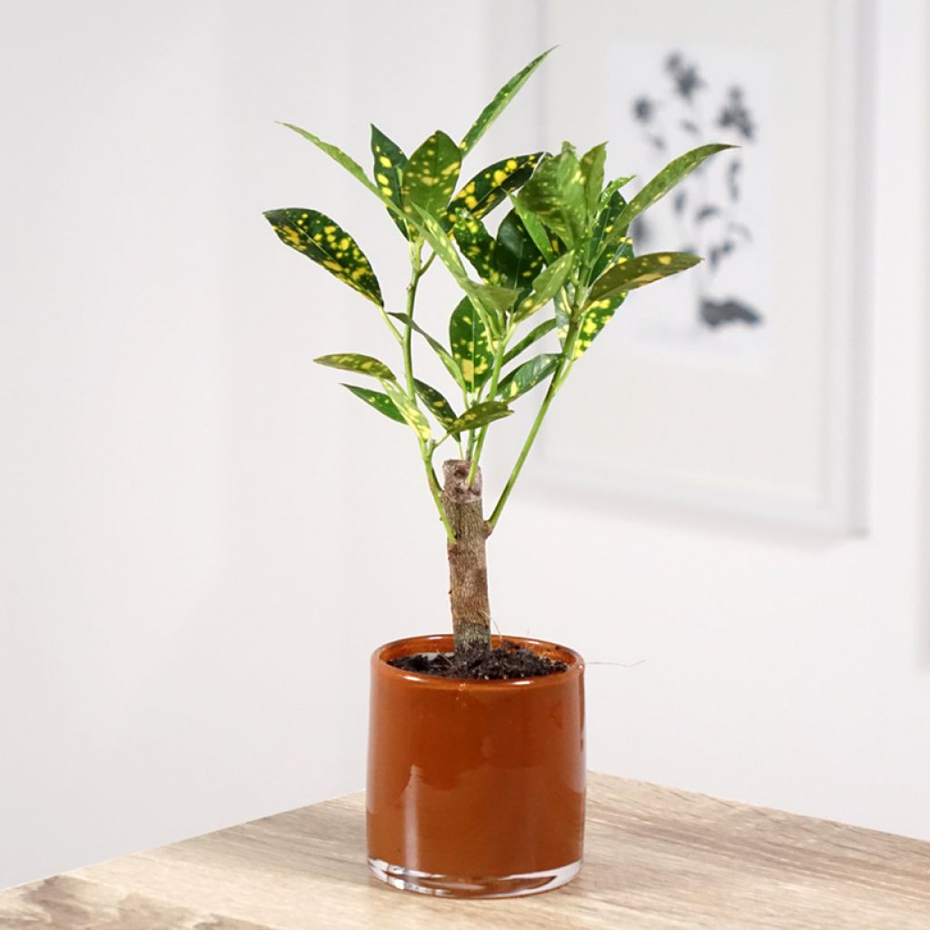 Kroton Aucubaefolia - Wunderstrauch