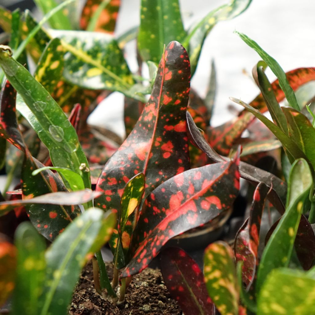 Kroton Red Batik - Wunderstrauch
