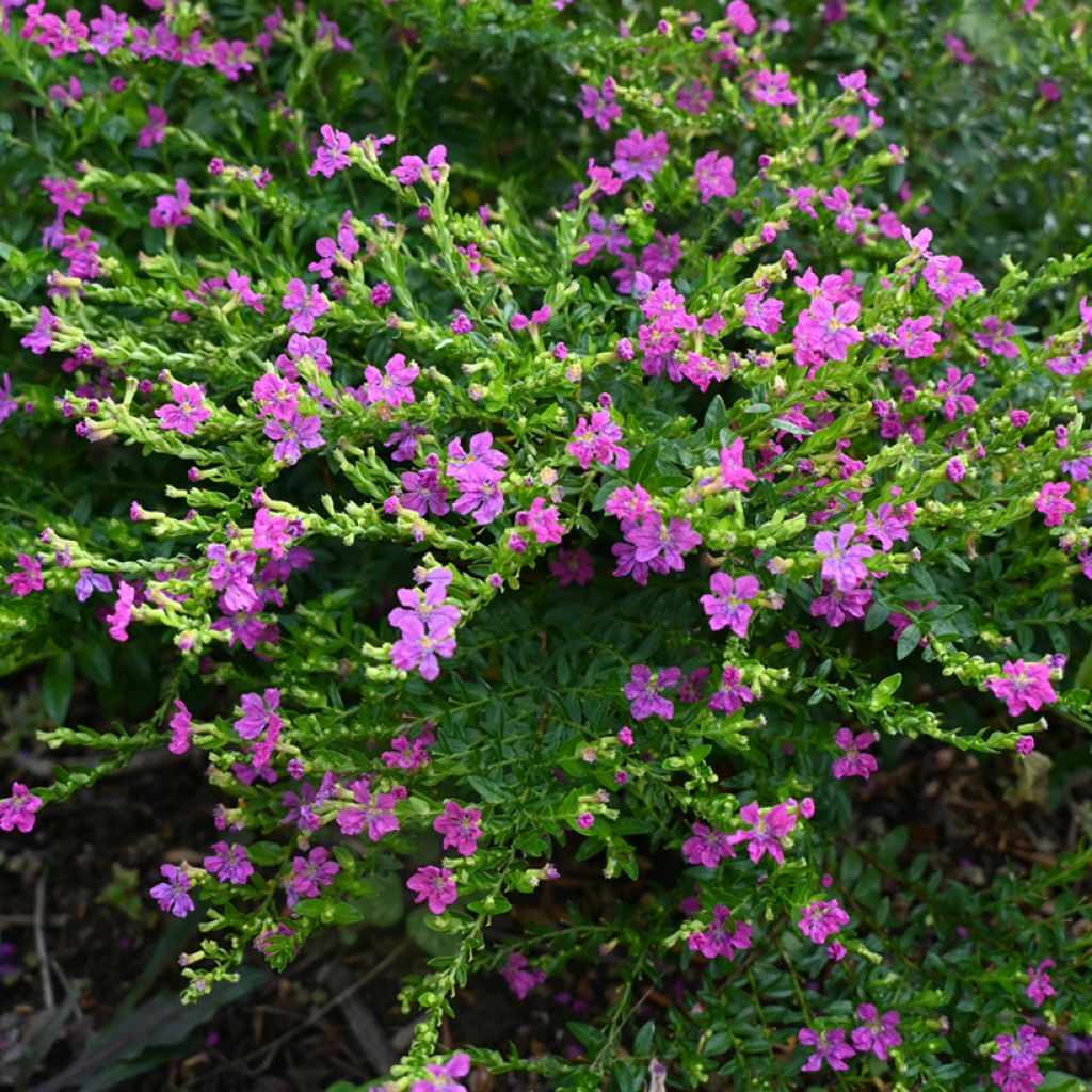 Cuphea hyssopifolia Purple - Japanische Scheinmyrthe