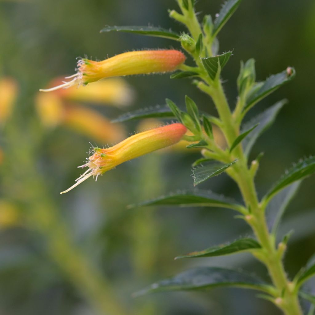 Cuphea micropetala - Zigarrenblume