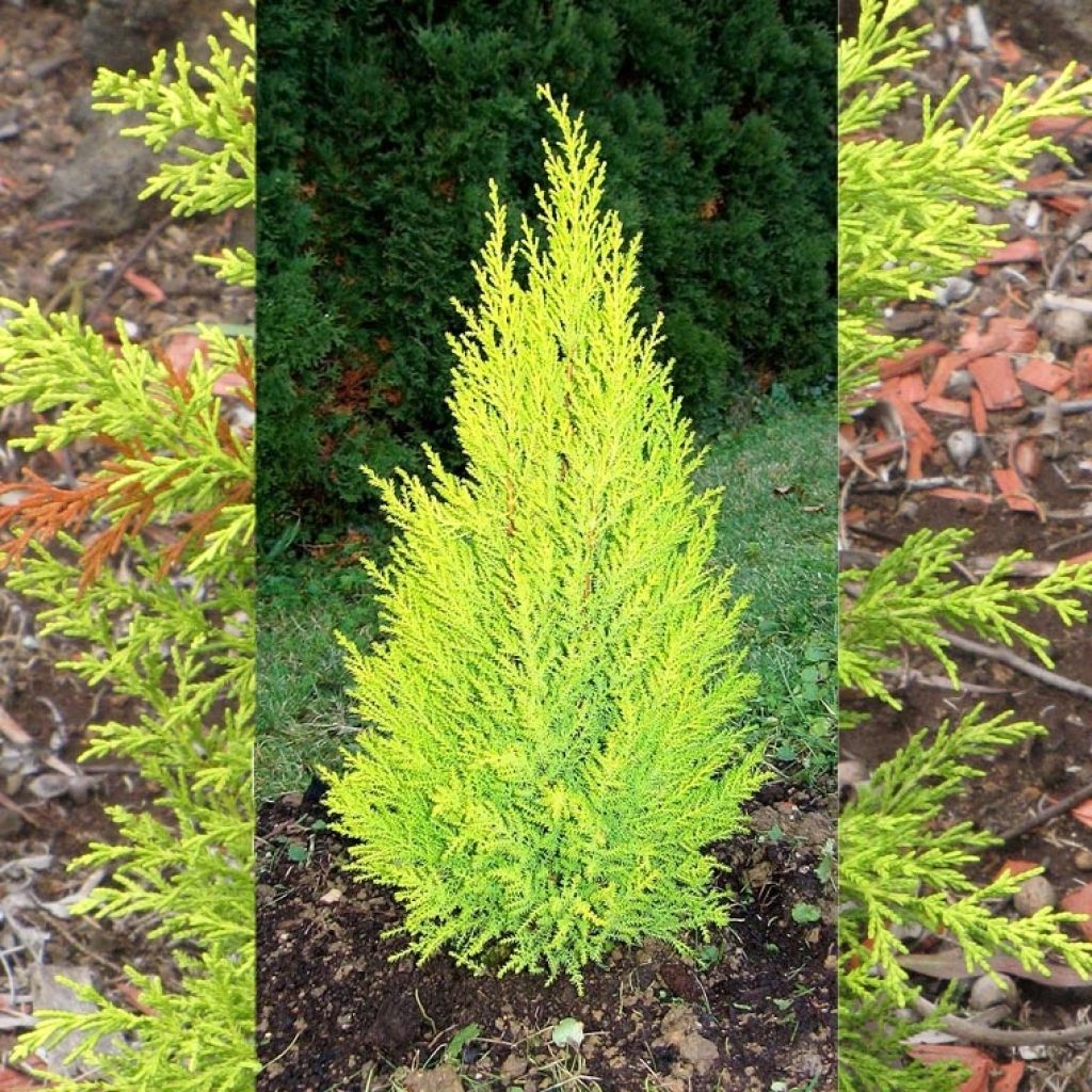 Cupressus macrocarpa Wilma - Monterey-Zypresse