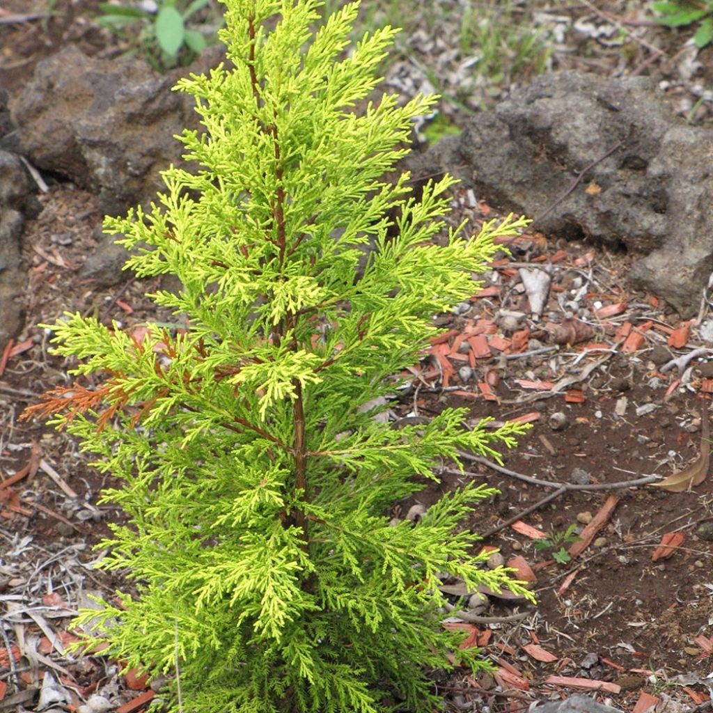 Cupressus macrocarpa Wilma - Monterey-Zypresse