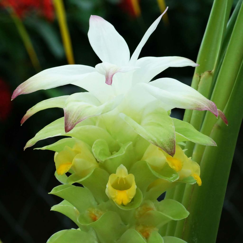Kurkuma - Curcuma longa
