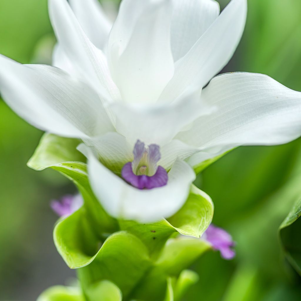Curcuma alismatifolia White - Safranwurz