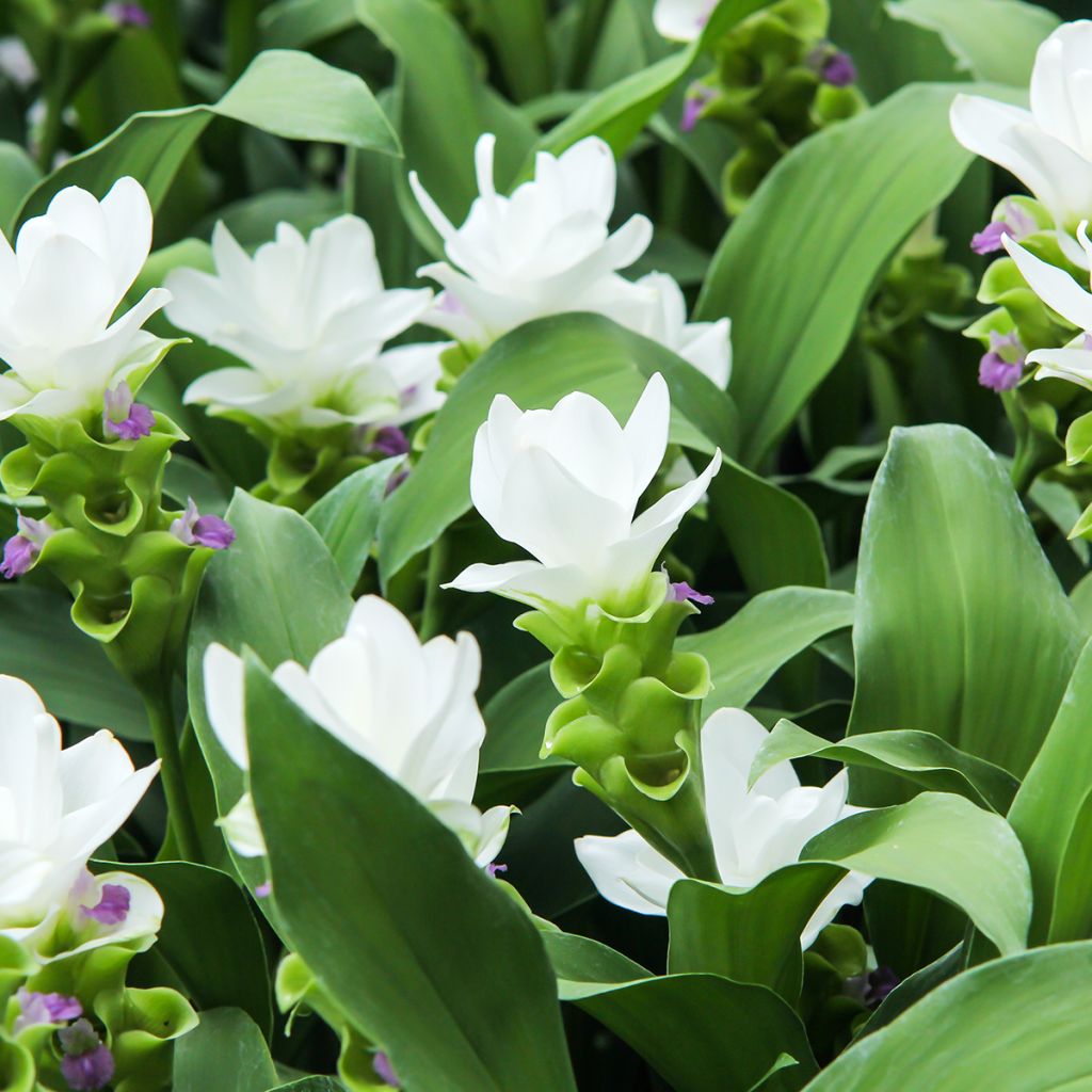 Curcuma alismatifolia White - Safranwurz