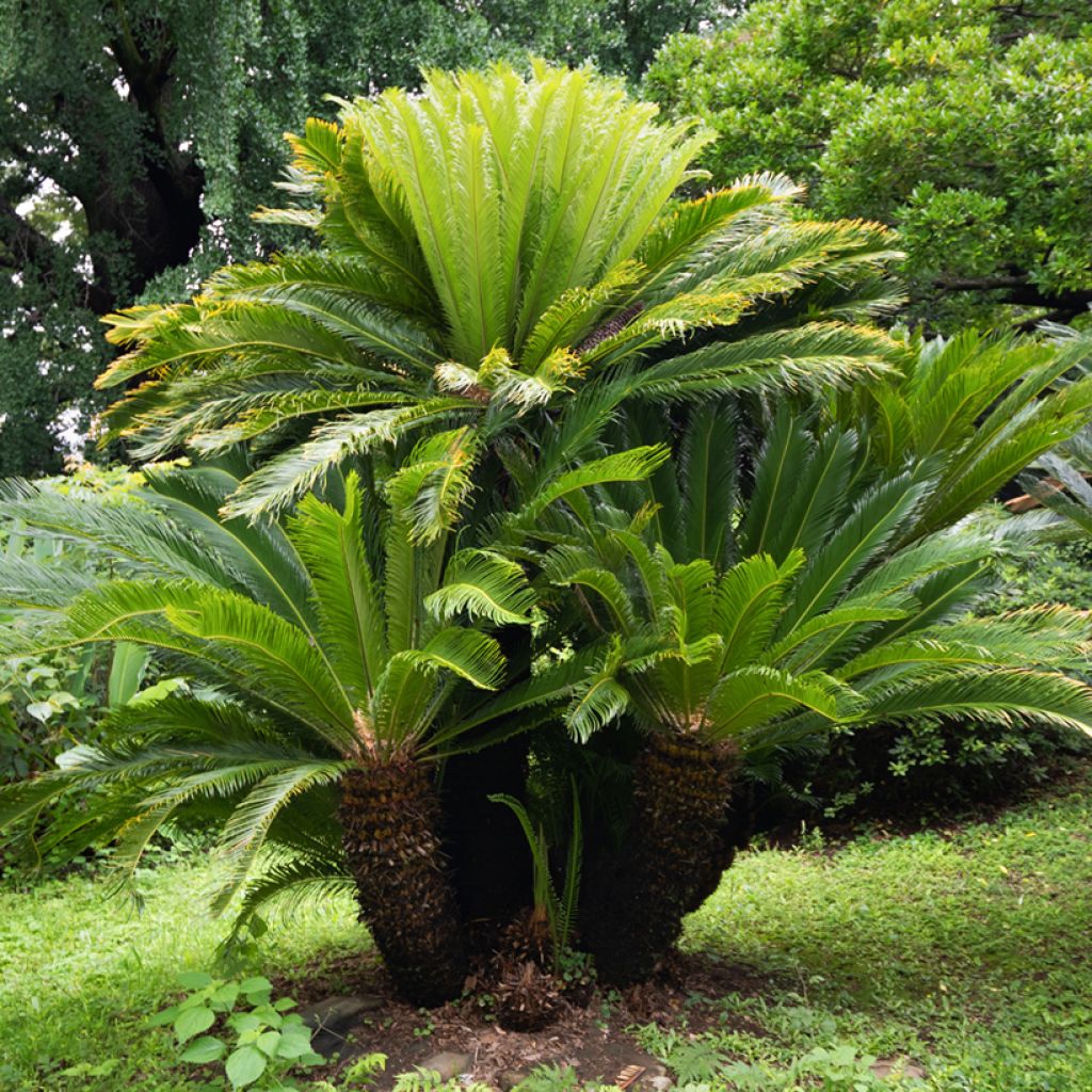 Cycas revoluta - Palmfarn
