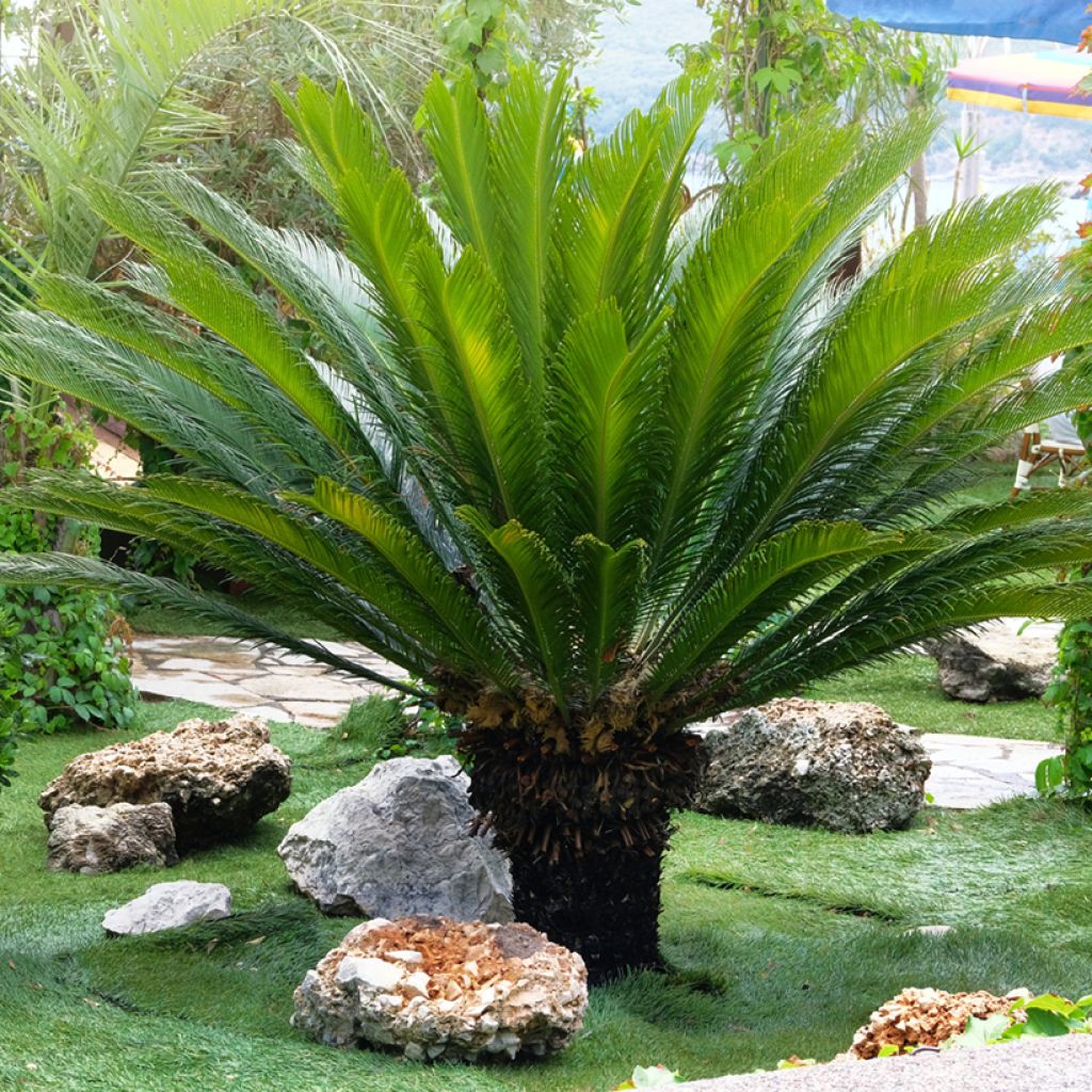 Cycas revoluta - Palmfarn