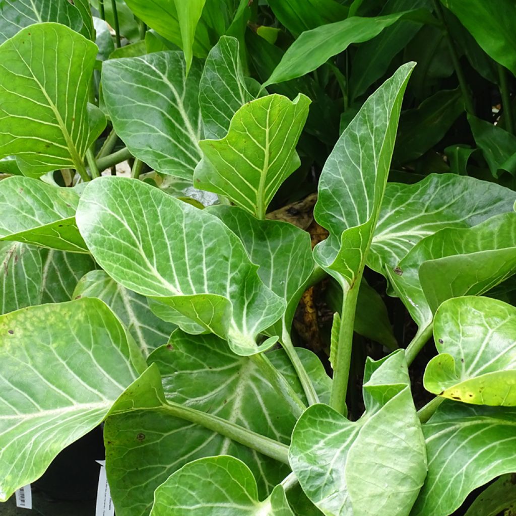 Dendroseris litoralis (littoralis) - Arbre chou