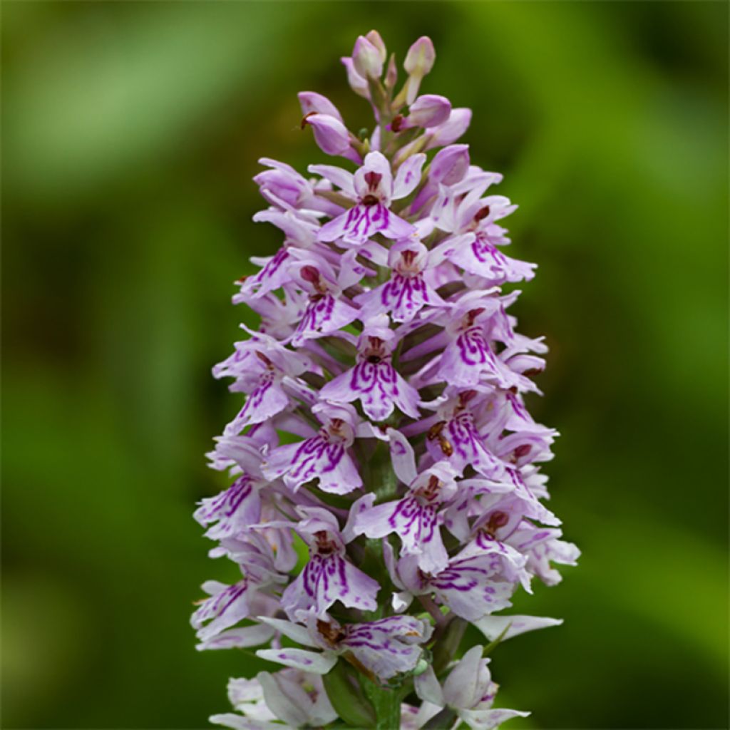 Dactylorhiza fuchsii - Knabenkraut