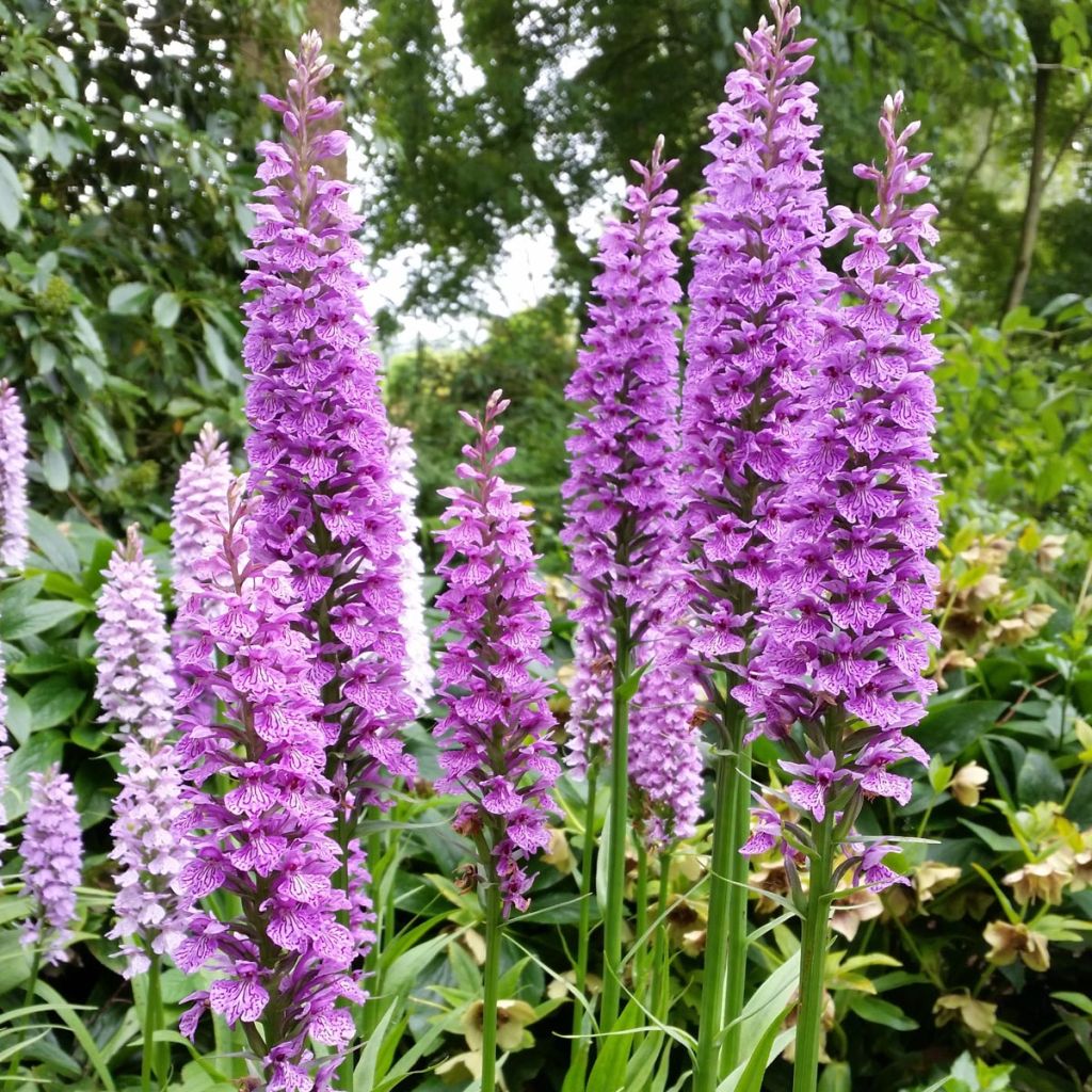 Dactylorhiza praetermissa - Knabenkraut